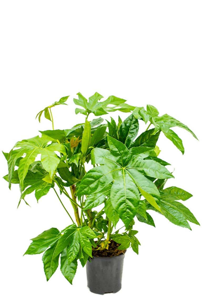 Fatsia Japonica Kamerplant Van 60 Cm Kopen 123planten Nl