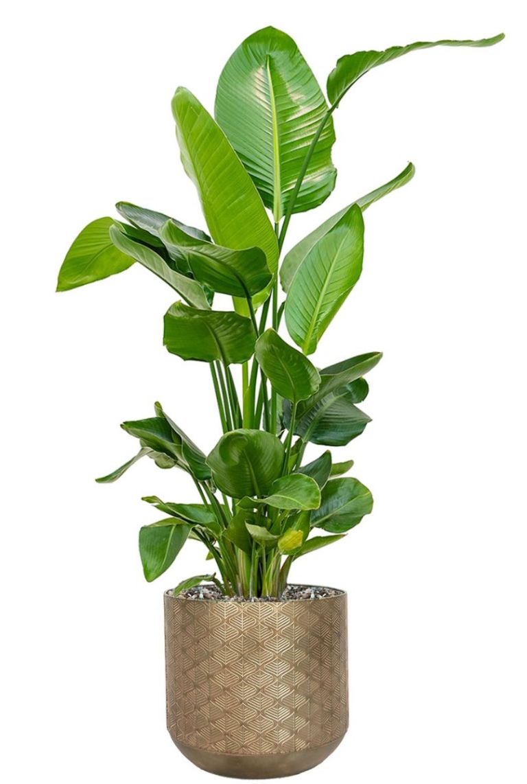 Leuren verdieping Leger Strelitzia is bronzen pot - 123planten.nl