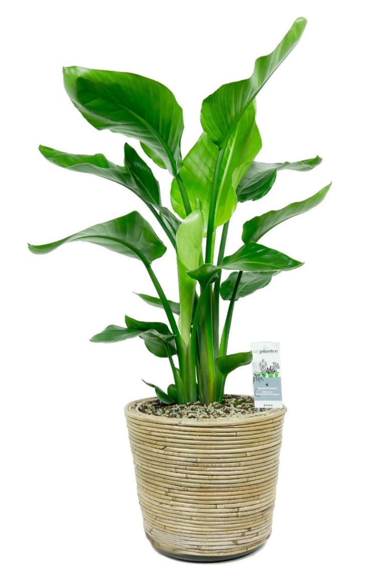 Strelitzia In Mand 123planten Nl