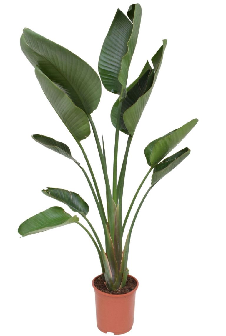 Strelitzia Nicolai 140cm kopen? 123planten.nl
