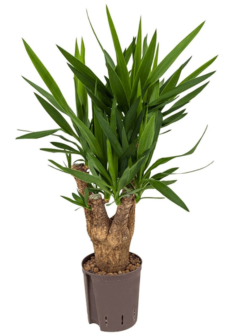 Yucca Elephantipes hydrocultuurplant van 80cm kopen? 123planten.nl
