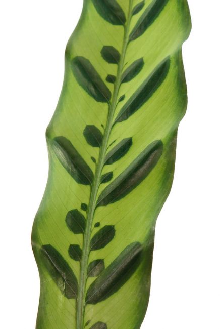 Pauwenplant motief blad