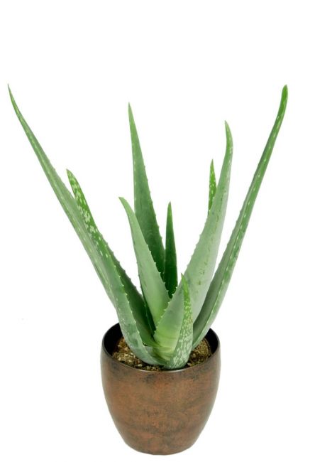 Aloe vera plantje zon