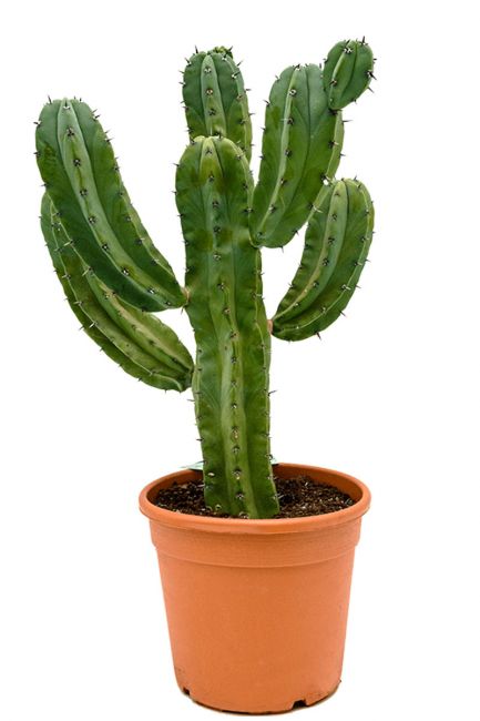Cactus myrtillocactus geometrizans