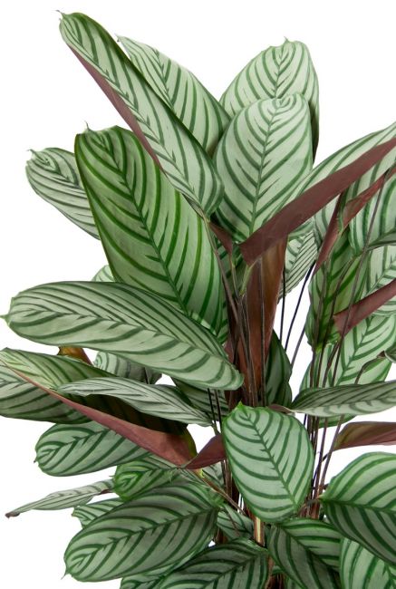 Calathea oppenheimiana plant 1