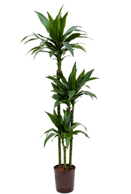 Dracaena janet craig hydrocultuur plant