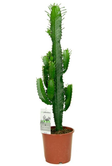 Euphorbia acruensis cactus 1