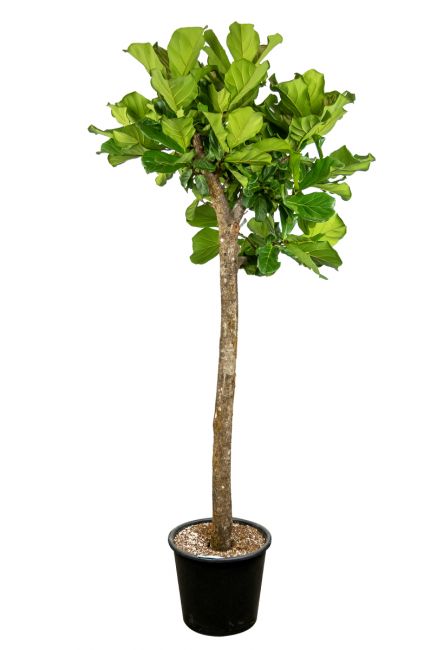 Ficus-lyrata-tabaksplant-300cm