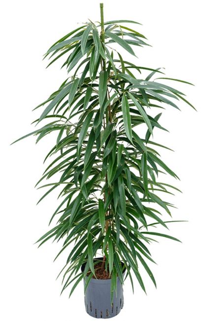 Ficus alii hydrocultuur kamerplant