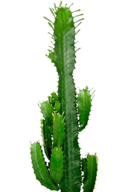Groene cactus 1