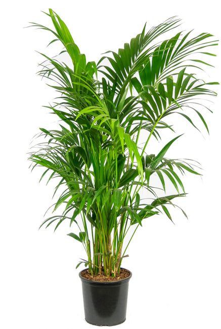 Grote kentia palm 4