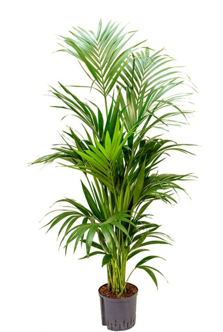 Grote kentia palm hydro