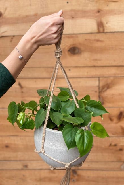 Hangplantje philodendron