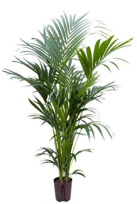 Kentia palm hydrocultuur 1