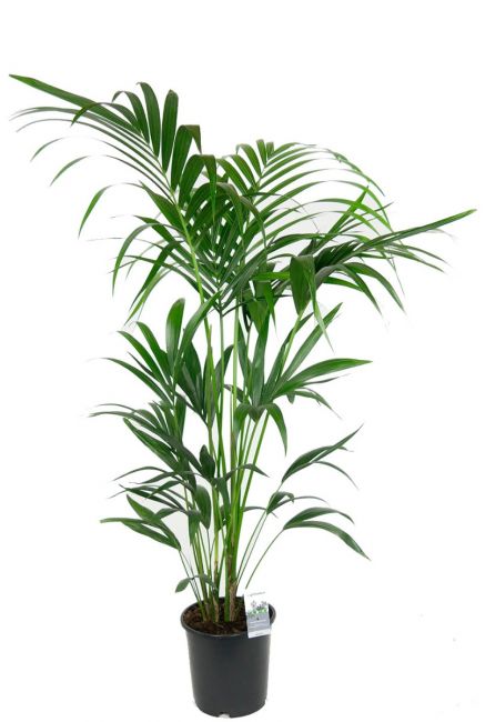 Kentia palm kamerplant 1 1