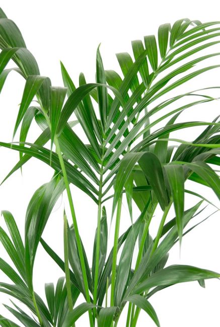 Kentia palm plant 1