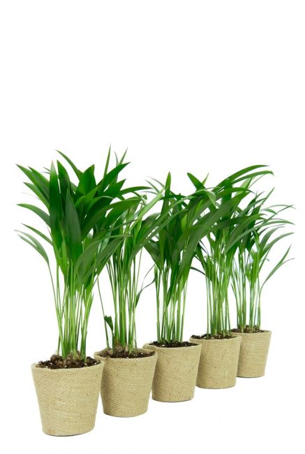 Kleine palm kamerplantjes