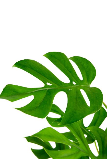 Monstera-minima-gatenplant-blad