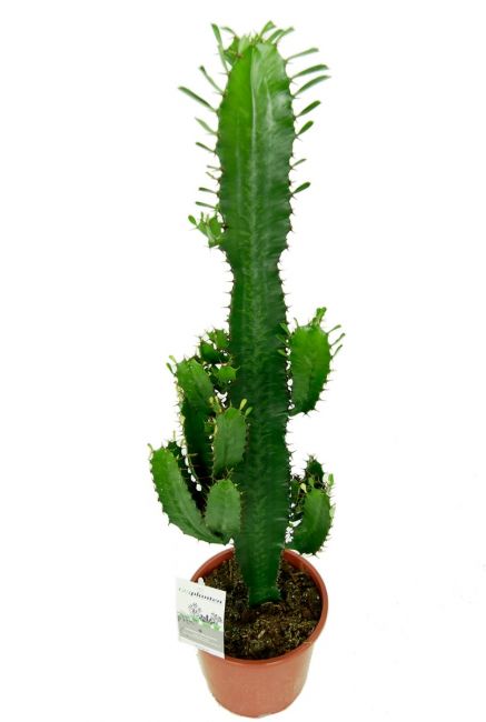 Mooie groene cowboy cactus