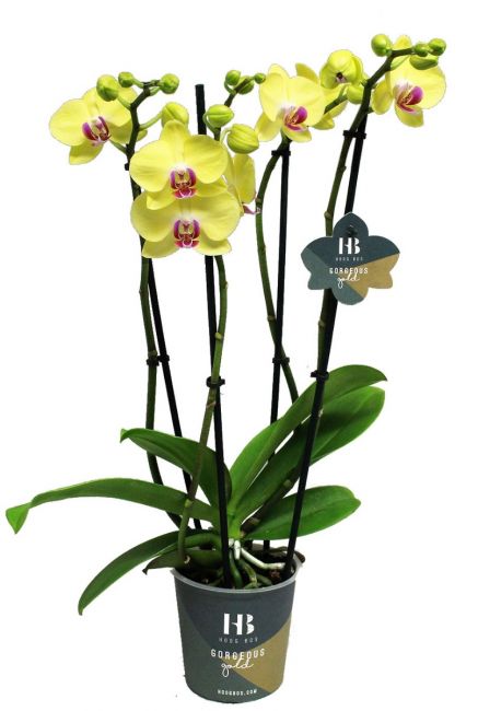 Orchidee phalaenopsis georgeous gold