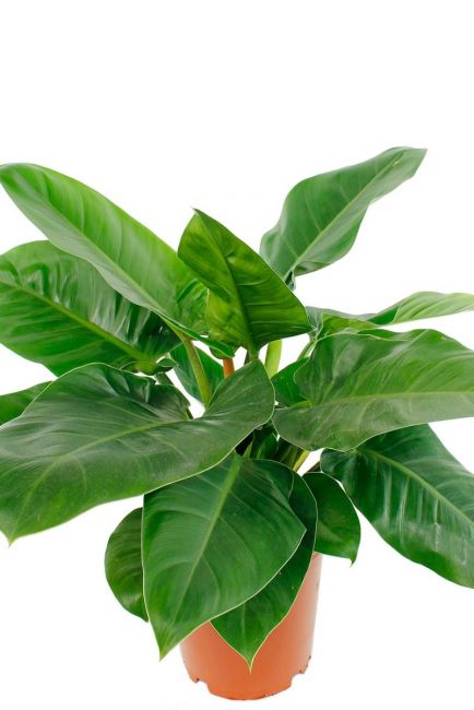 Philodendron Imperial Green bestellen