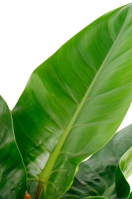 Philodendron Imperial Green blad