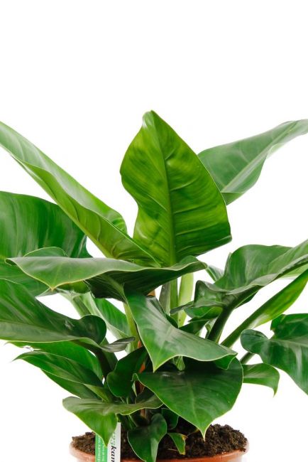 Philodendron Imperial Green kopen 24cm