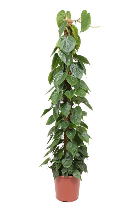 Philodendron scandens 2