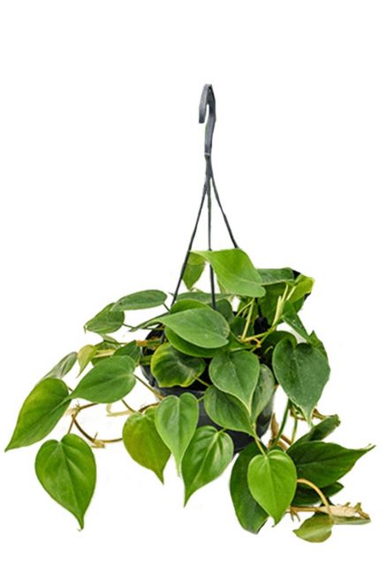 Philodendron scandens hangplantje 1