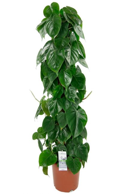 Philodendron scandens mosstok 2