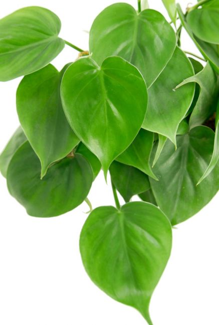 Philodendron scandens plant 1