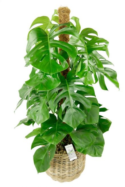 Plant in interieur mand 1