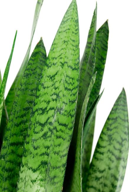Plant met sterk groen blad
