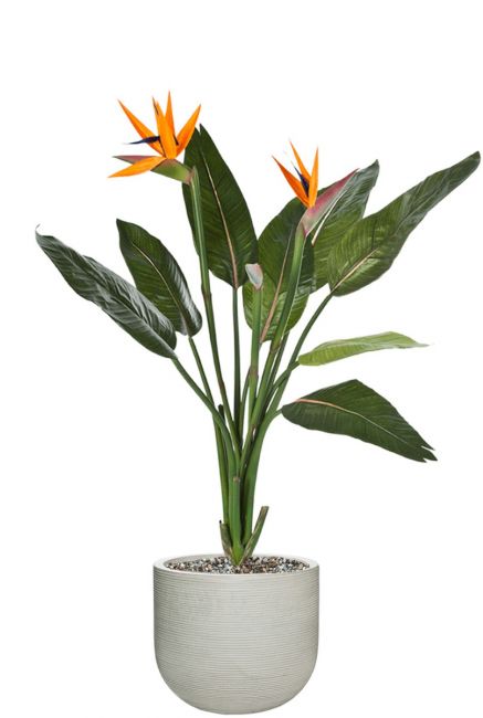 Strelitzia bloem in pot