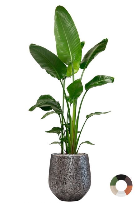 Strelitzia in mooie planten pot