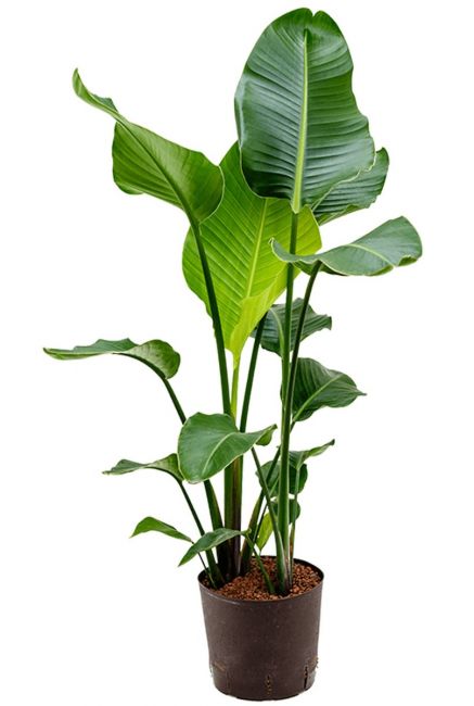 Strelitzia nicolai hydrocultuur plant