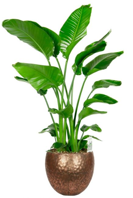 Strelitzia populaire plant
