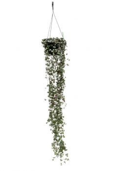 populaire_hangplant_met_kleine_blaadjes.jpg