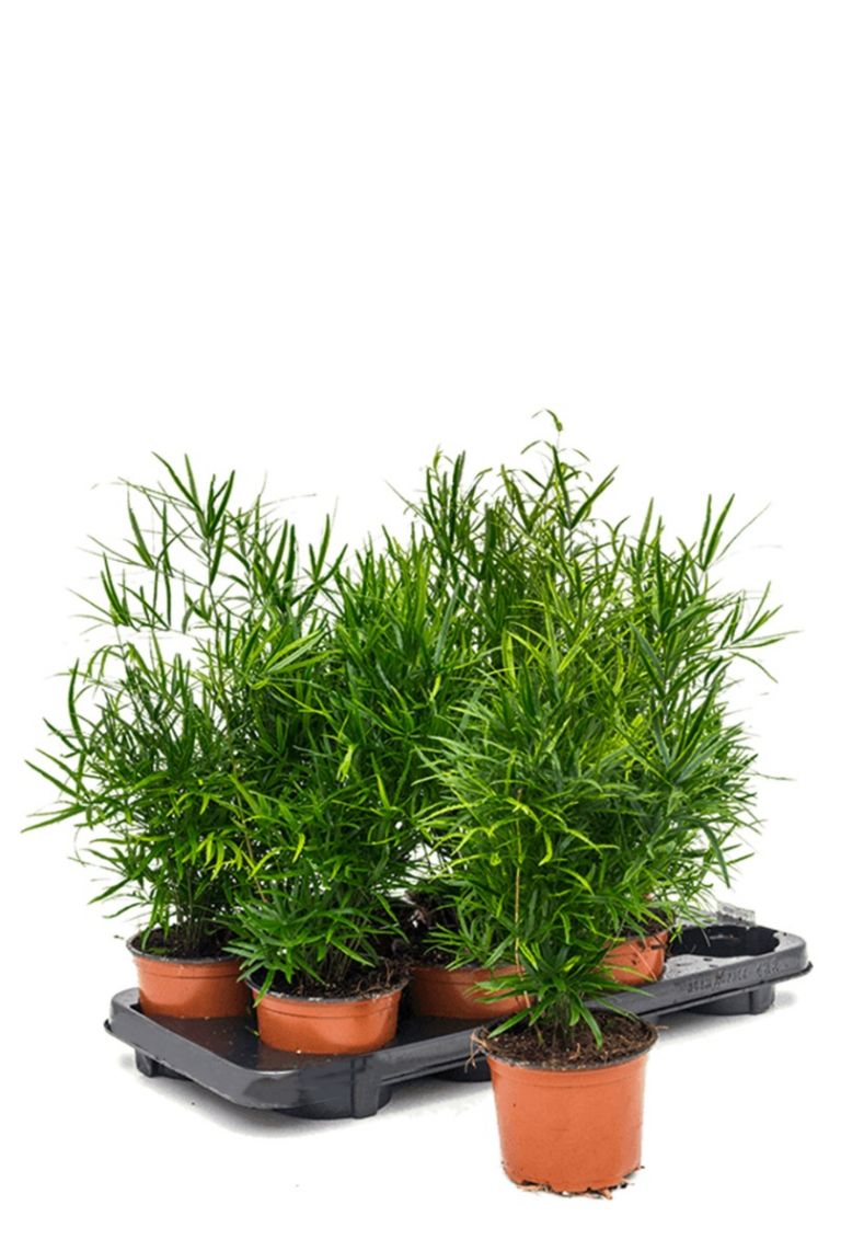 Asparagus falcatus kamerplant van 50 cm kopen? 123planten.nl