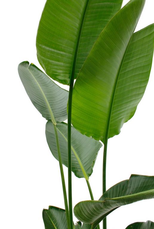 Kamerplant met grote groene bladeren