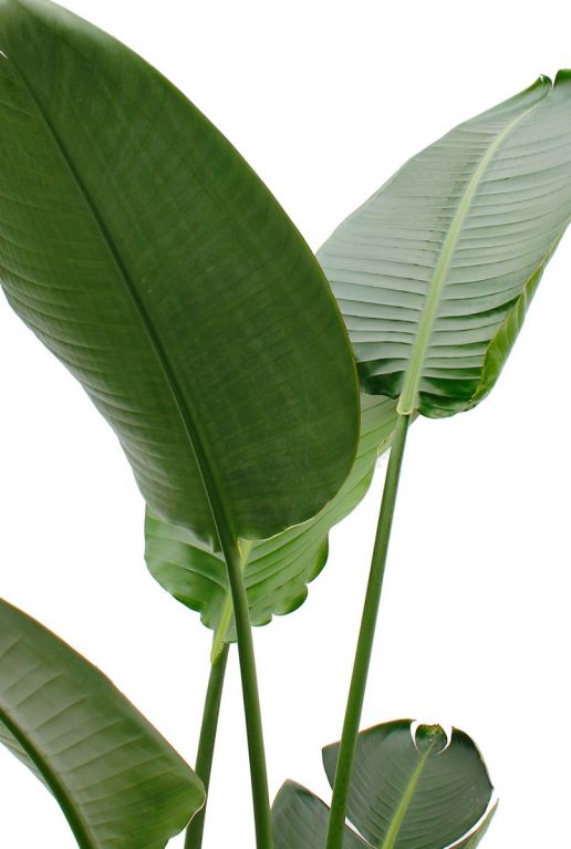 Plant met grote bladeren Strelitzia 