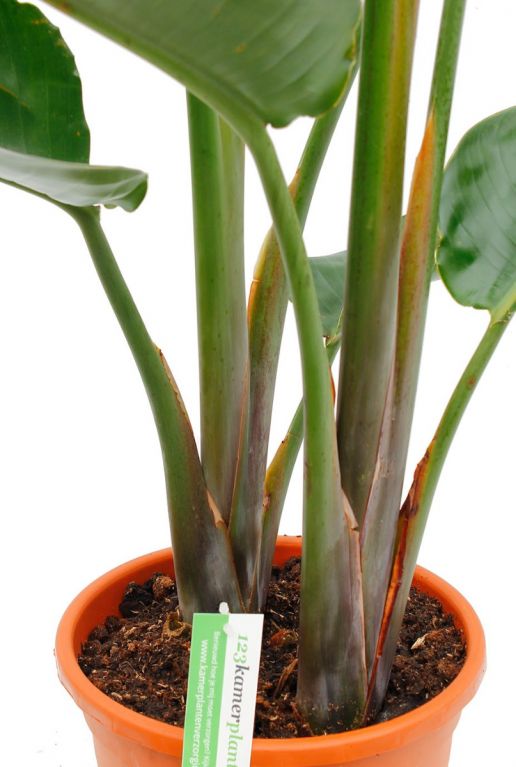 Twee stekken in de pot van de Strelitzia Paradijsvogel plant
