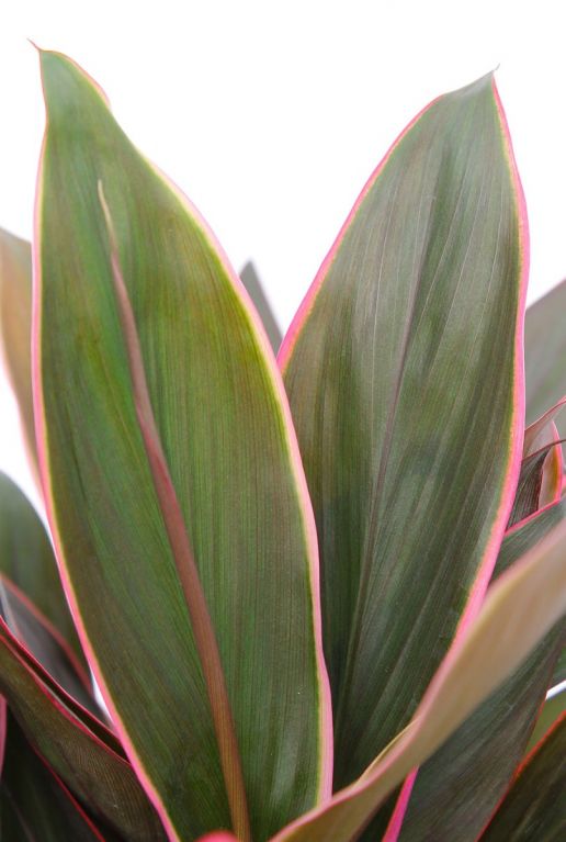 Plant met groene bladeren met roze streepjes 