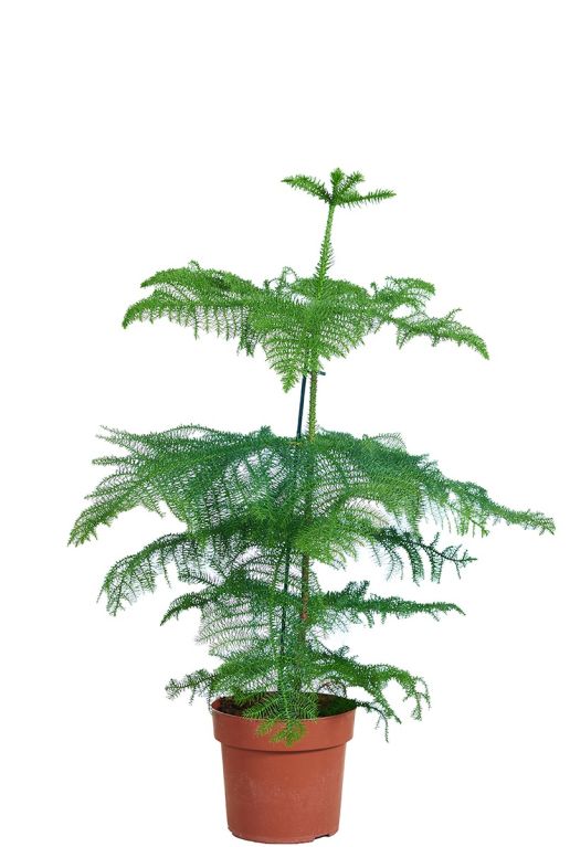 Araucaria Heterophylla