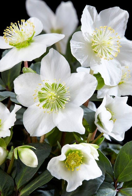 Helleborus Christmas Carol