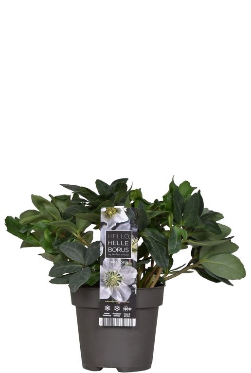 Helleborus Christmas Carol