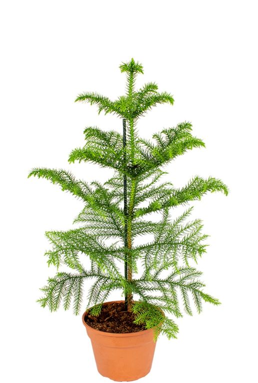 Araucaria Heterophylla