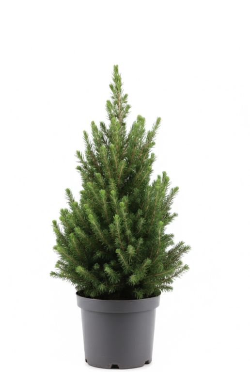 Picea Glauca December