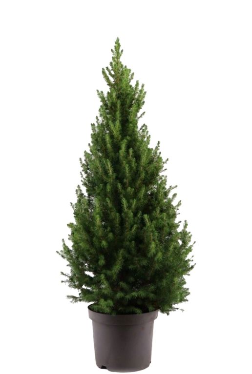 Picea Glauca December