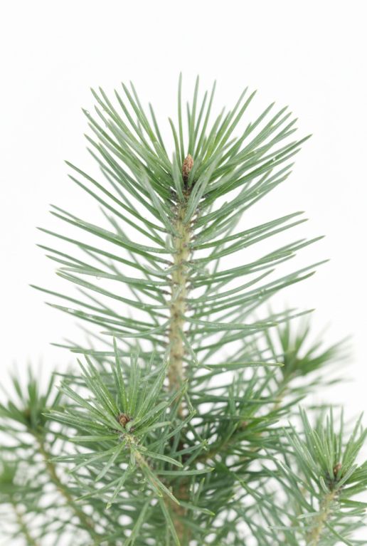 Pinus Pinea Silver Crest